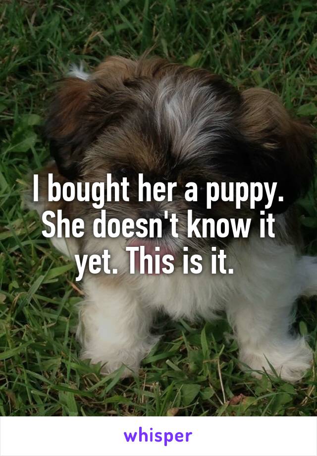 I bought her a puppy. She doesn't know it yet. This is it. 