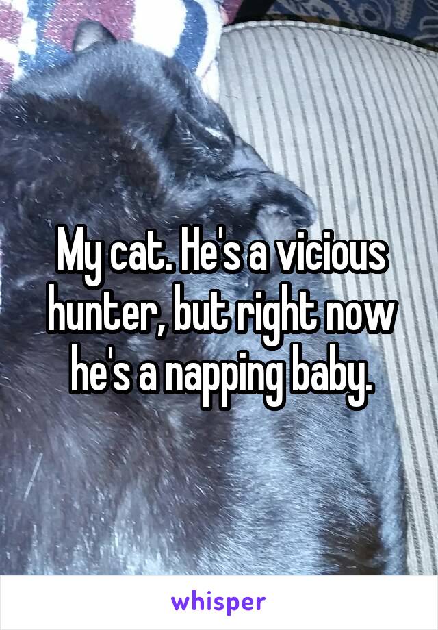 My cat. He's a vicious hunter, but right now he's a napping baby.