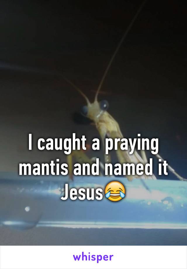 I caught a praying mantis and named it Jesus😂