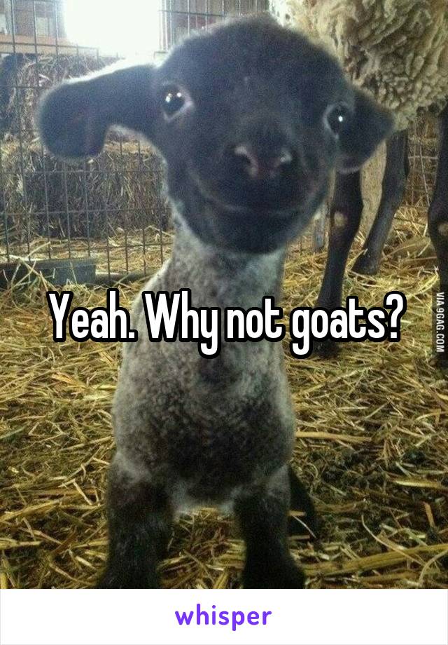 Yeah. Why not goats?