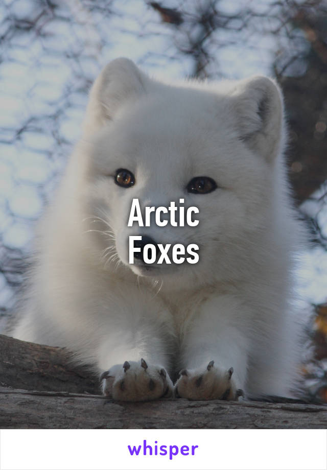 Arctic
Foxes