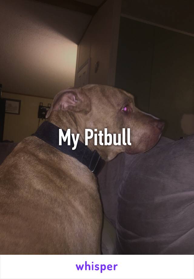 My Pitbull 