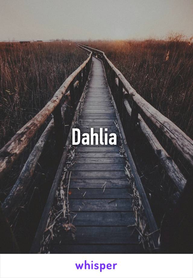 Dahlia 