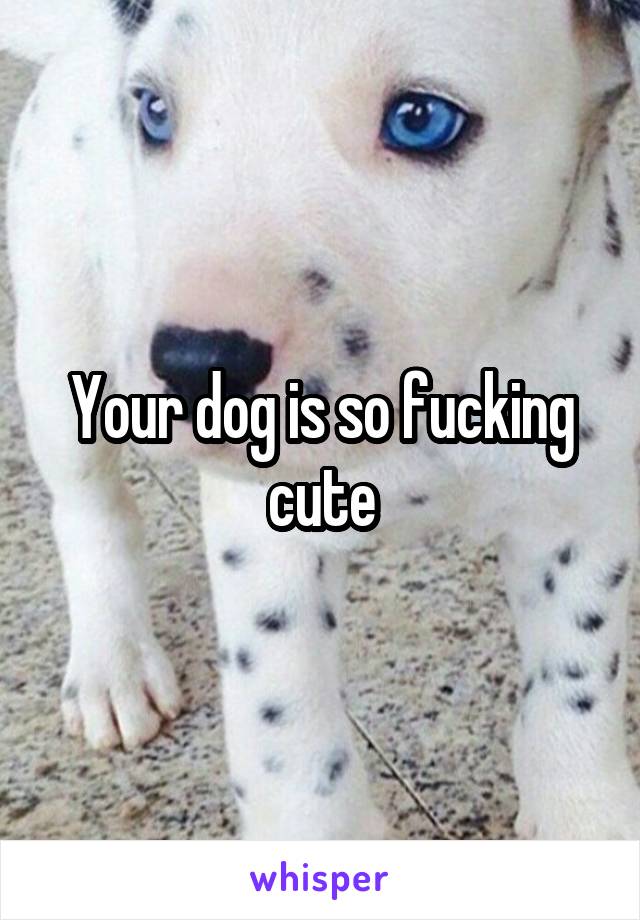 Your dog is so fucking cute