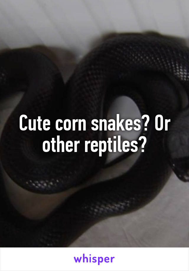 Cute corn snakes? Or other reptiles?