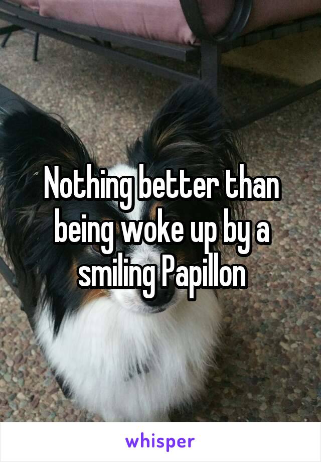 Nothing better than being woke up by a smiling Papillon