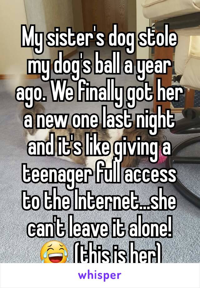 My sister's dog stole my dog's ball a year ago. We finally got her a new one last night and it's like giving a teenager full access to the Internet...she can't leave it alone! 😂 (this is her)