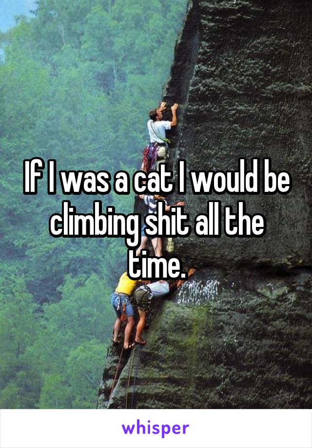 If I was a cat I would be climbing shit all the time.