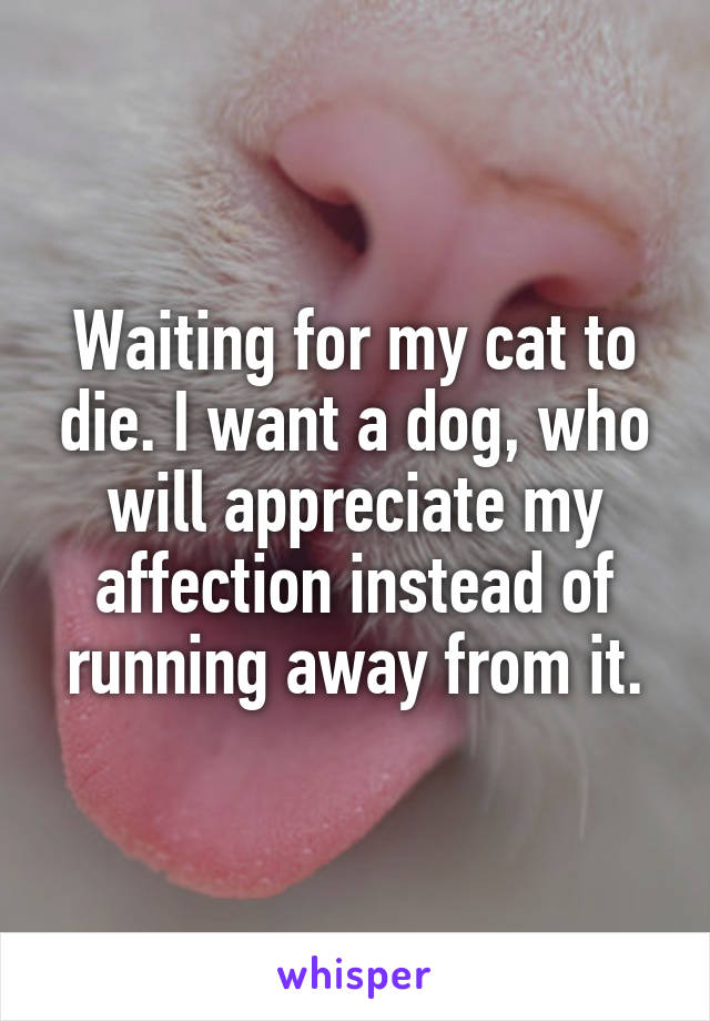 Waiting for my cat to die. I want a dog, who will appreciate my affection instead of running away from it.