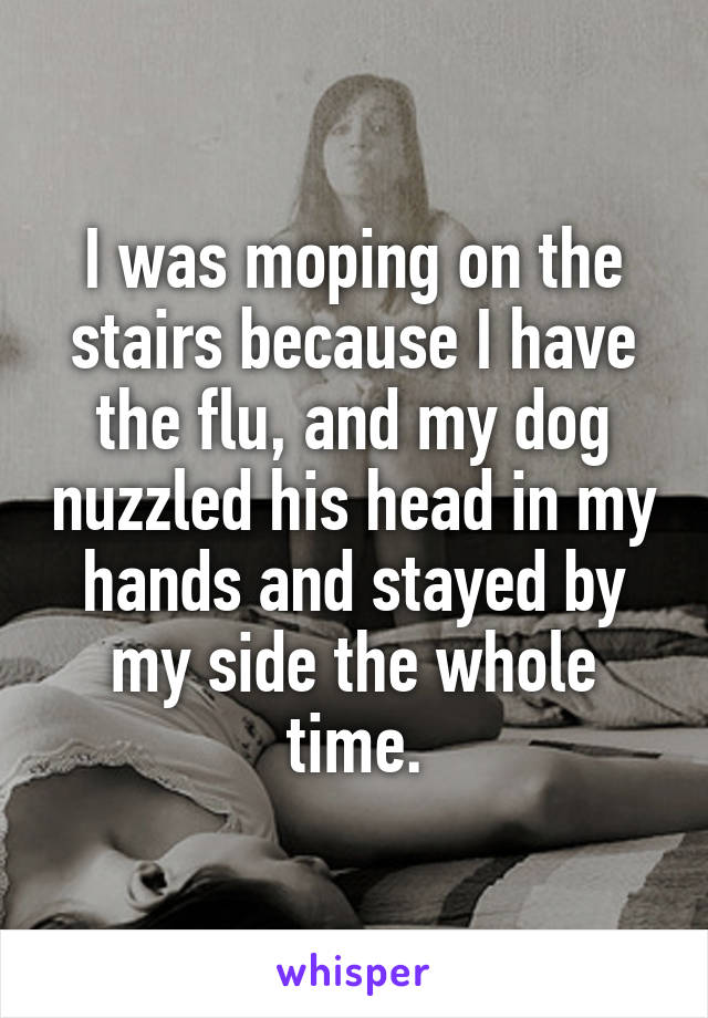 I was moping on the stairs because I have the flu, and my dog nuzzled his head in my hands and stayed by my side the whole time.