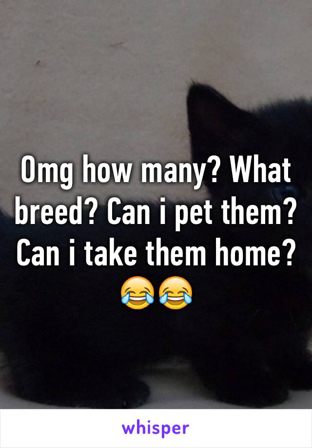 Omg how many? What breed? Can i pet them? Can i take them home? 😂😂
