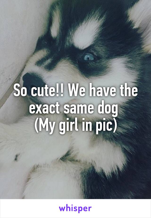 So cute!! We have the exact same dog 
(My girl in pic)