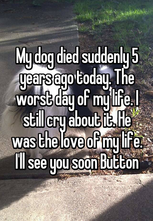 my-dog-died-suddenly-5-years-ago-today-the-worst-day-of-my-life-i