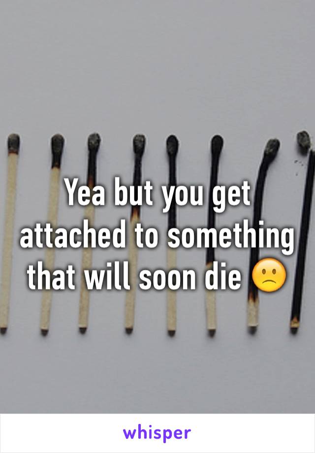 Yea but you get attached to something that will soon die 🙁