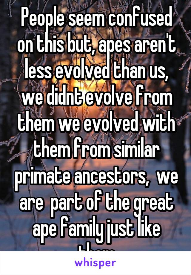 People seem confused on this but, apes aren't less evolved than us, we didnt evolve from them we evolved with them from similar primate ancestors,  we are  part of the great ape family just like them