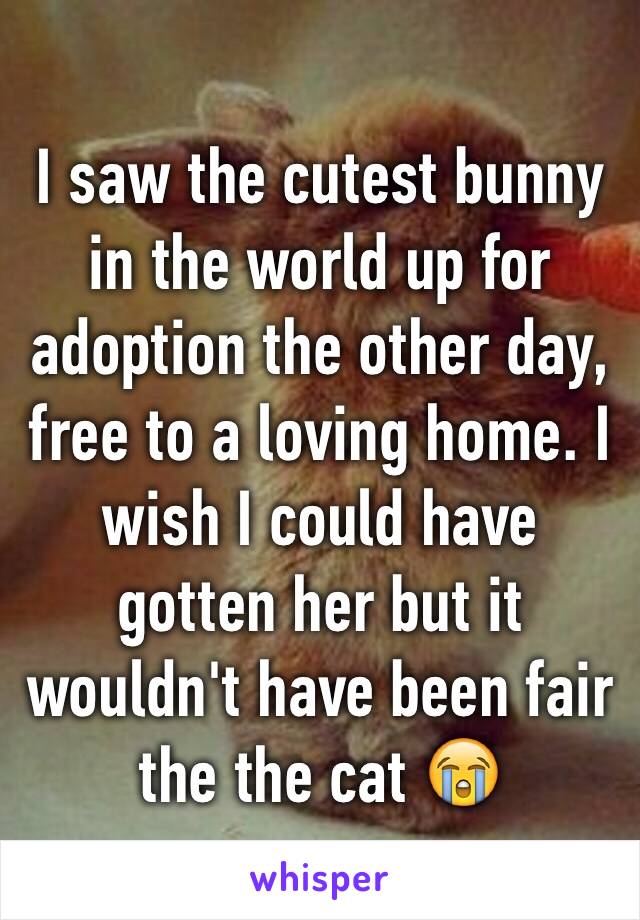 I saw the cutest bunny in the world up for adoption the other day, free to a loving home. I wish I could have gotten her but it wouldn't have been fair the the cat 😭