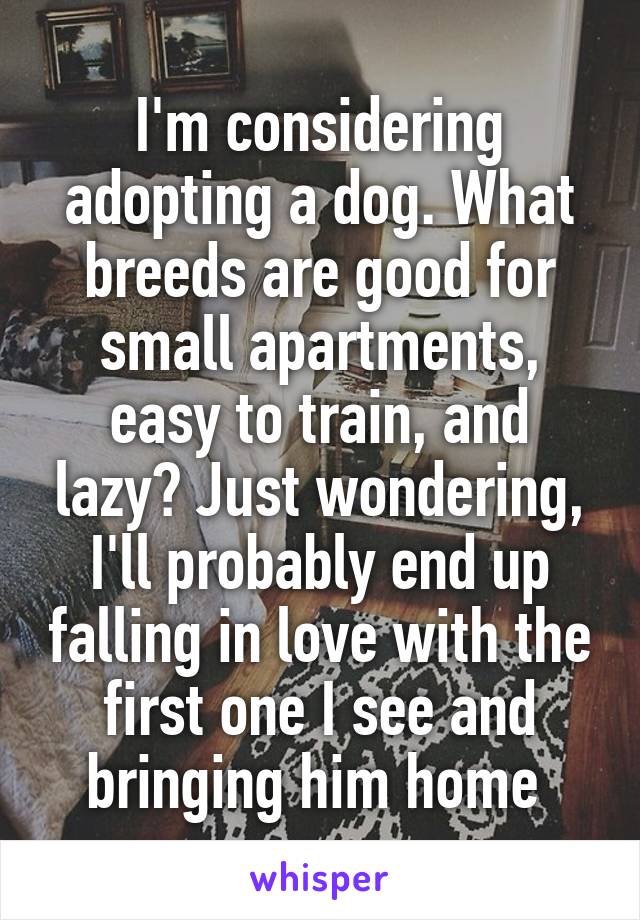 I'm considering adopting a dog. What breeds are good for small apartments, easy to train, and lazy? Just wondering, I'll probably end up falling in love with the first one I see and bringing him home 