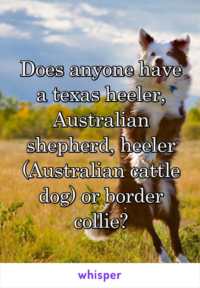 Does anyone have a texas heeler, Australian shepherd, heeler (Australian cattle dog) or border collie?