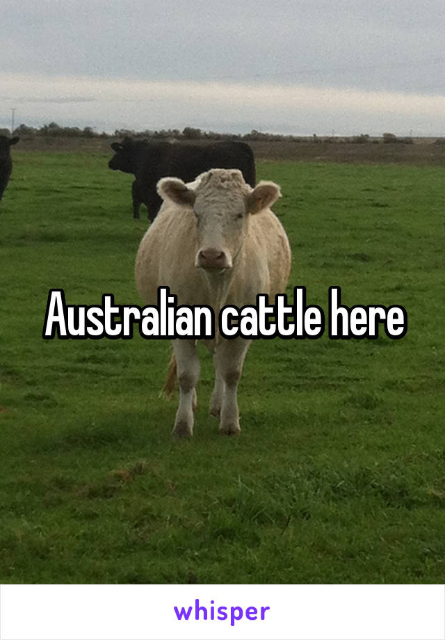 Australian cattle here