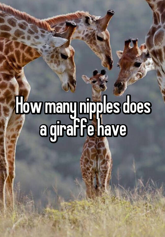 How Many Nipples Does A Giraffe Have 5158