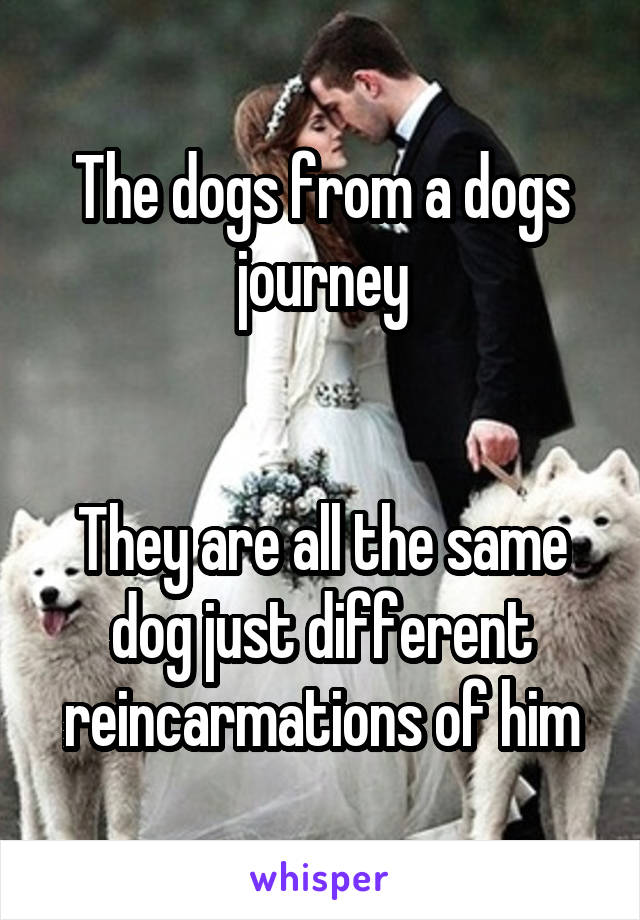 The dogs from a dogs journey


They are all the same dog just different reincarmations of him
