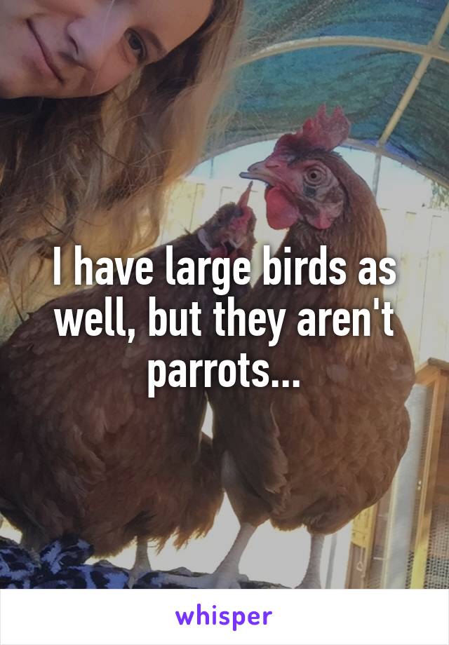 I have large birds as well, but they aren't parrots...