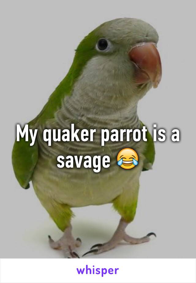 My quaker parrot is a savage 😂