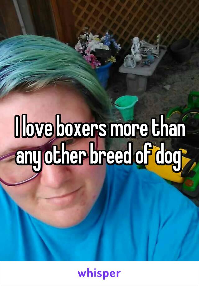 I love boxers more than any other breed of dog 