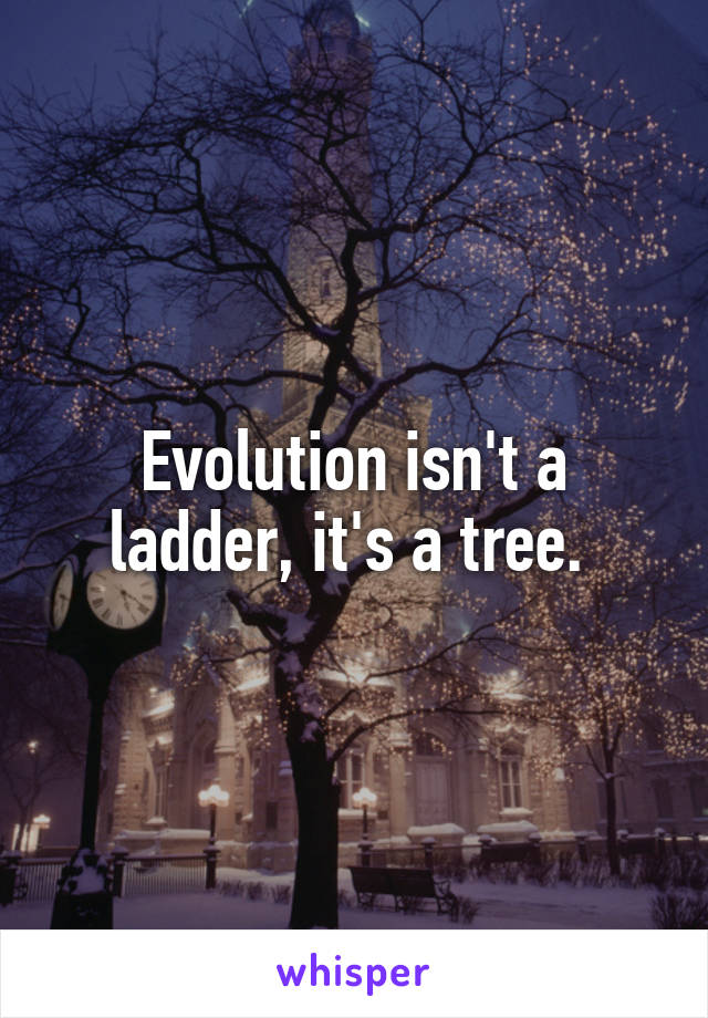 Evolution isn't a ladder, it's a tree. 