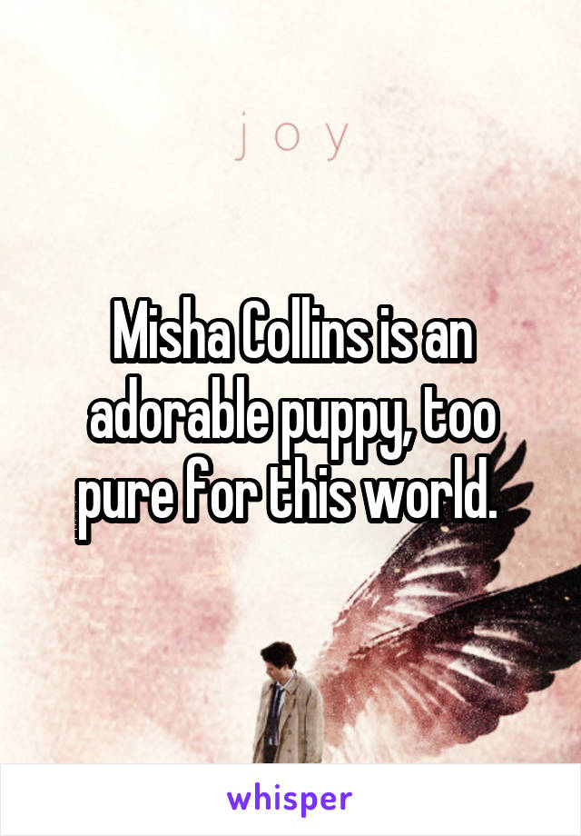 Misha Collins is an adorable puppy, too pure for this world. 