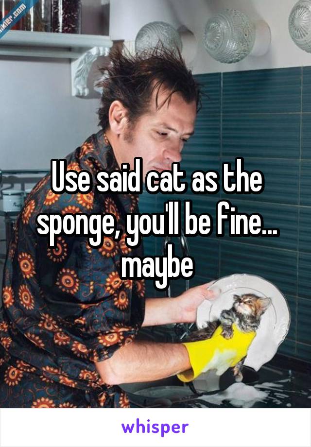 Use said cat as the sponge, you'll be fine... maybe