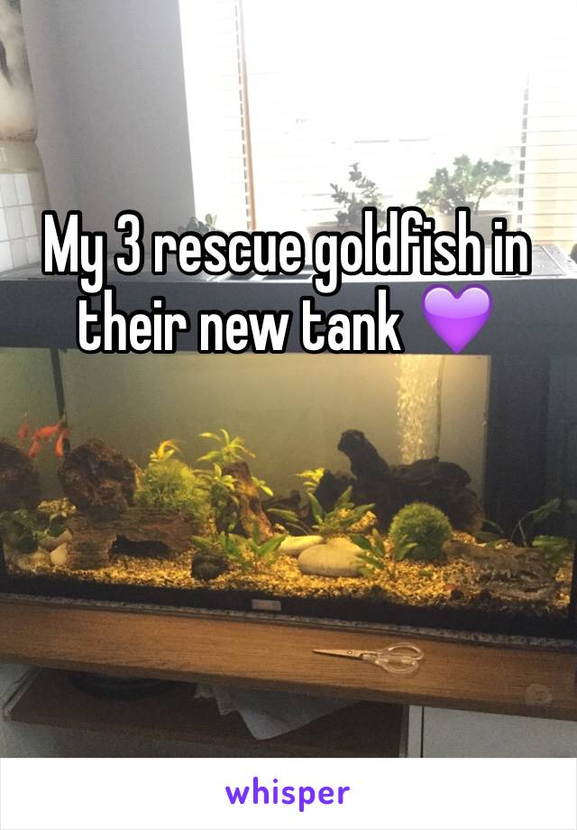 My 3 rescue goldfish in their new tank 💜