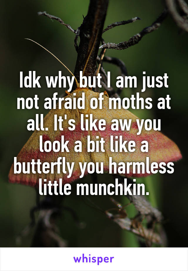 Idk why but I am just not afraid of moths at all. It's like aw you look a bit like a butterfly you harmless little munchkin.