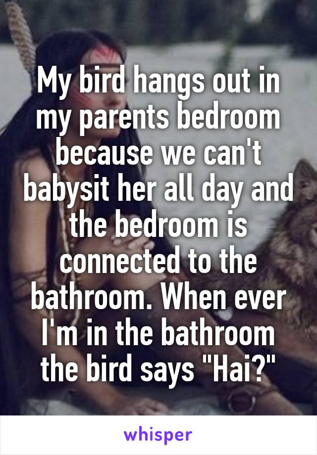 My bird hangs out in my parents bedroom because we can't babysit her all day and the bedroom is connected to the bathroom. When ever I'm in the bathroom the bird says "Hai?"