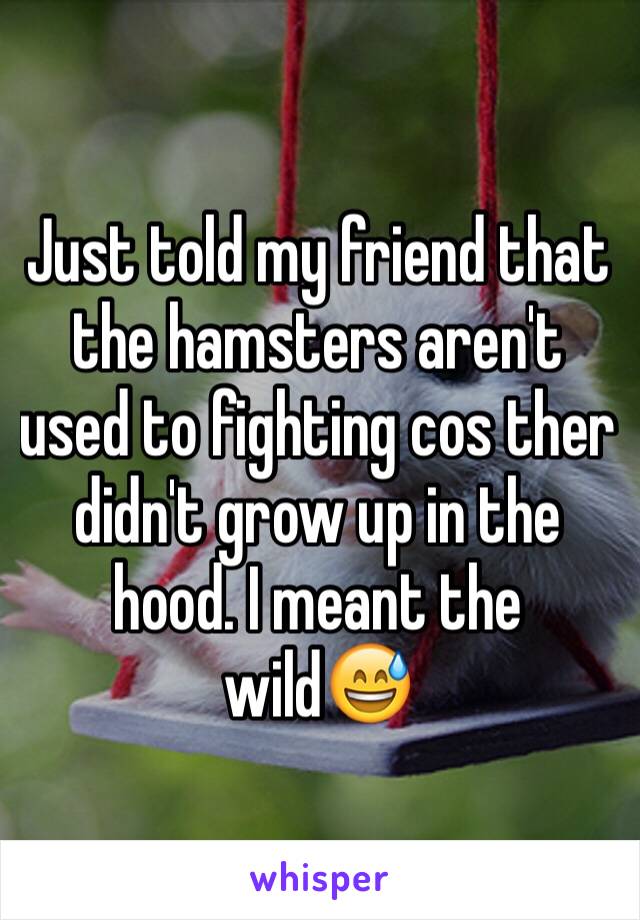 Just told my friend that the hamsters aren't used to fighting cos ther didn't grow up in the hood. I meant the wild😅