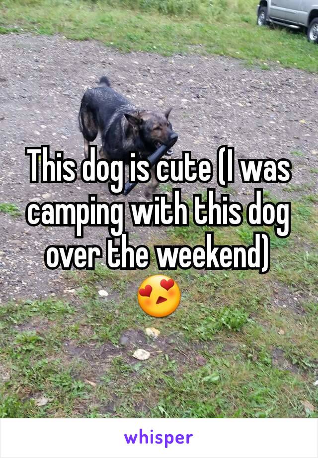 This dog is cute (I was camping with this dog over the weekend) 😍