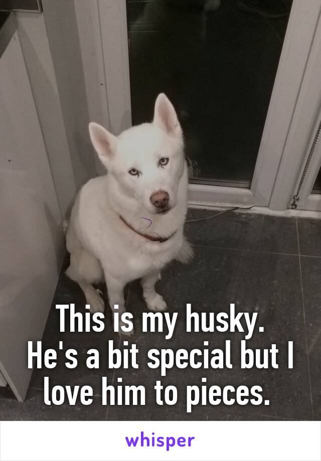 






This is my husky. He's a bit special but I love him to pieces. 