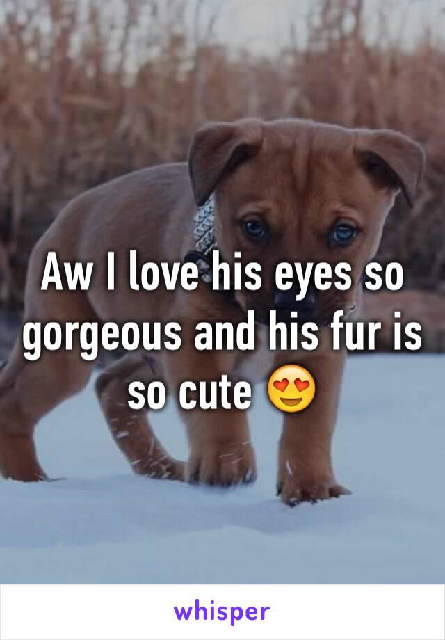 Aw I love his eyes so gorgeous and his fur is so cute 😍