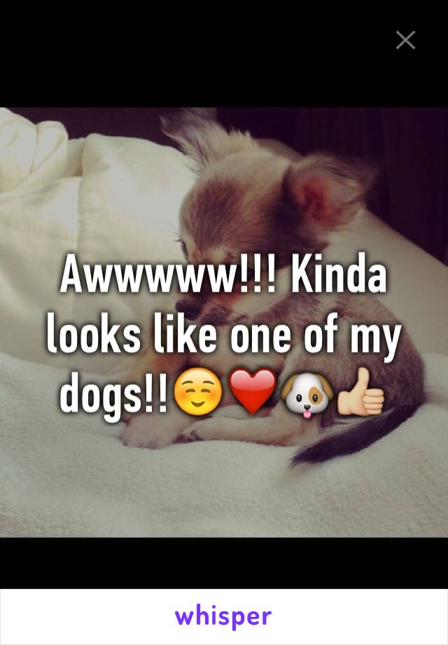 Awwwww!!! Kinda looks like one of my dogs!!☺️❤️🐶👍🏼