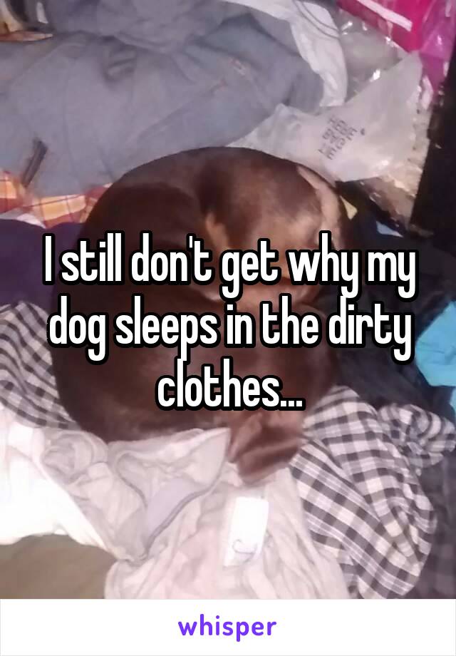I still don't get why my dog sleeps in the dirty clothes...
