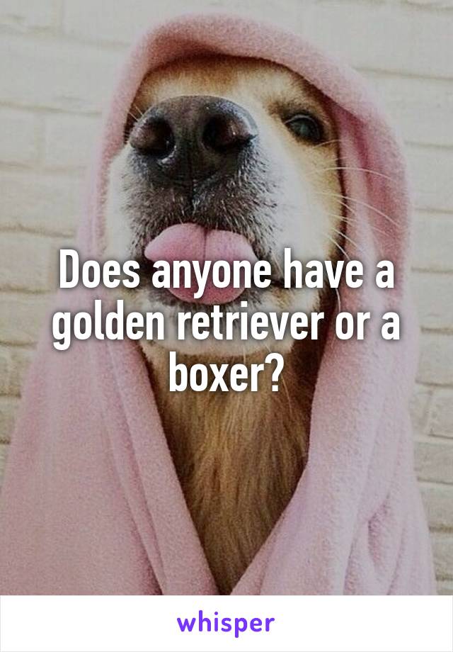 Does anyone have a golden retriever or a boxer?