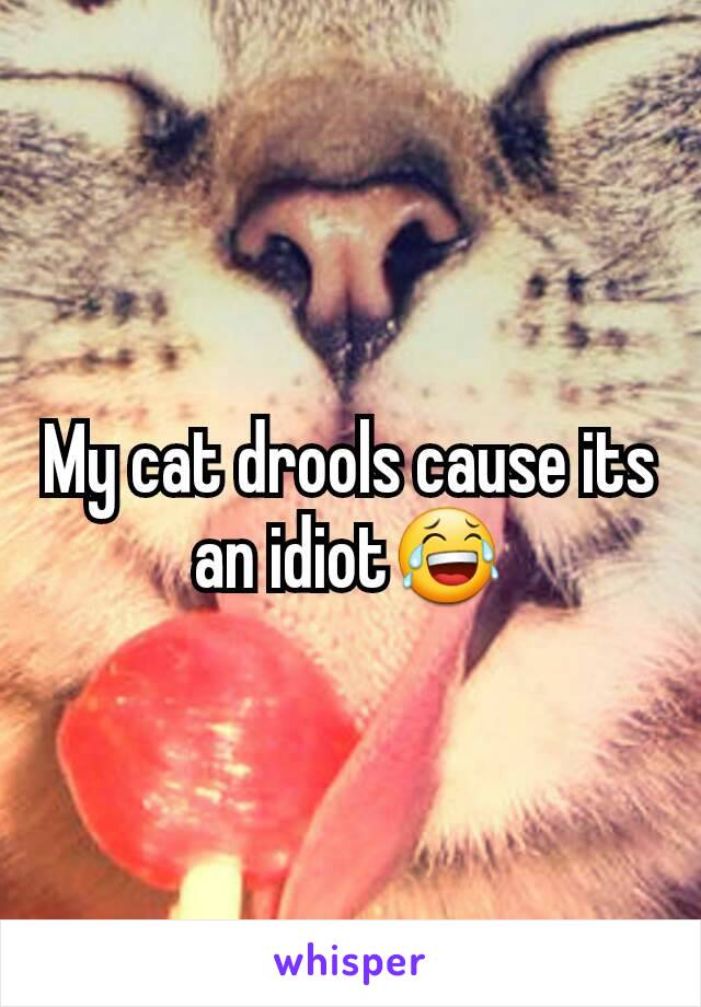 My cat drools cause its an idiot😂