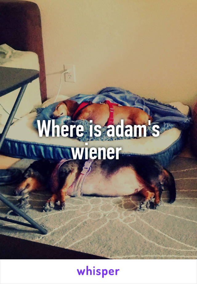 Where is adam's wiener 