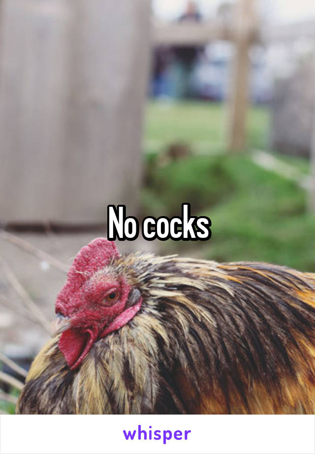 No cocks