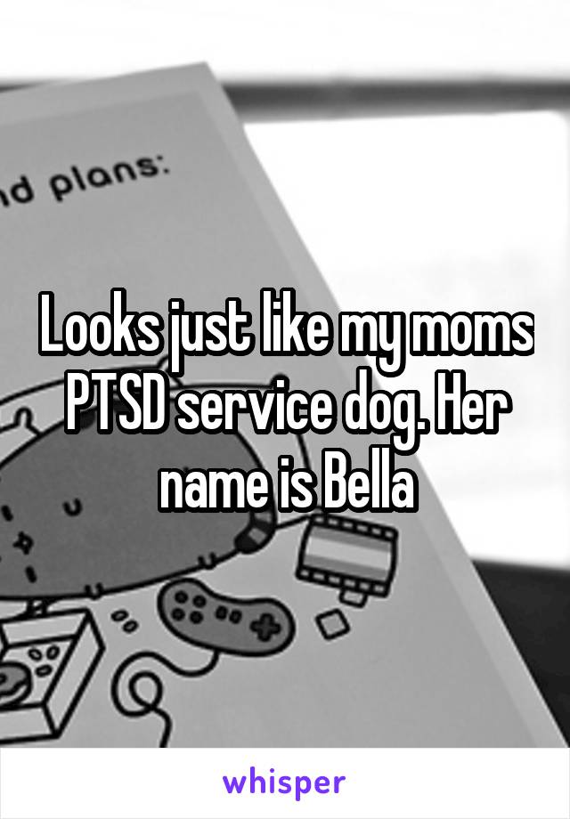 Looks just like my moms PTSD service dog. Her name is Bella