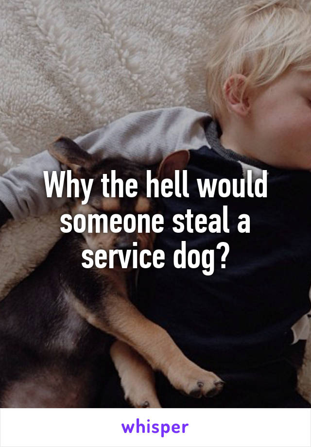 Why the hell would someone steal a service dog?