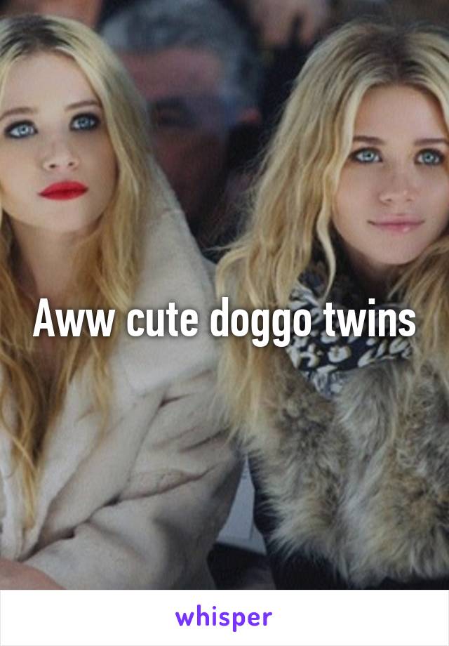 Aww cute doggo twins