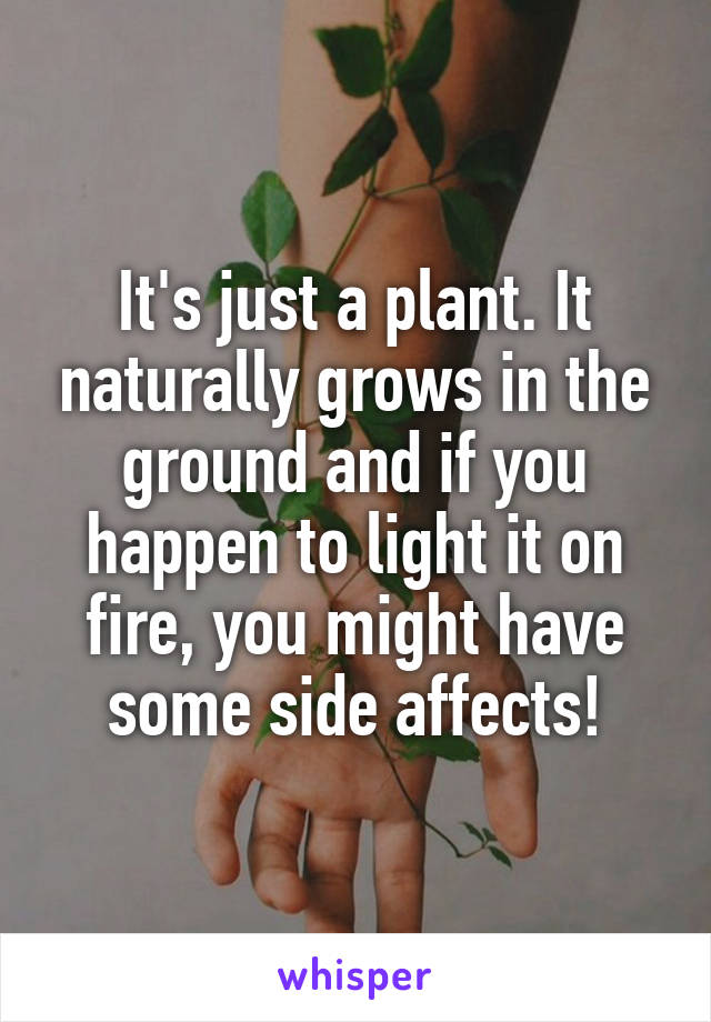 It's just a plant. It naturally grows in the ground and if you happen to light it on fire, you might have some side affects!