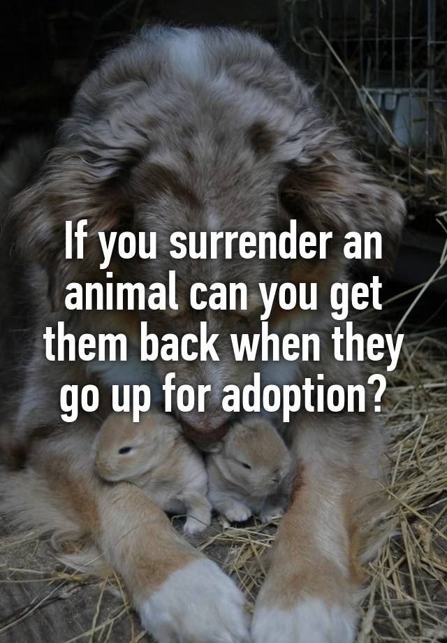 if-you-surrender-an-animal-can-you-get-them-back-when-they-go-up-for