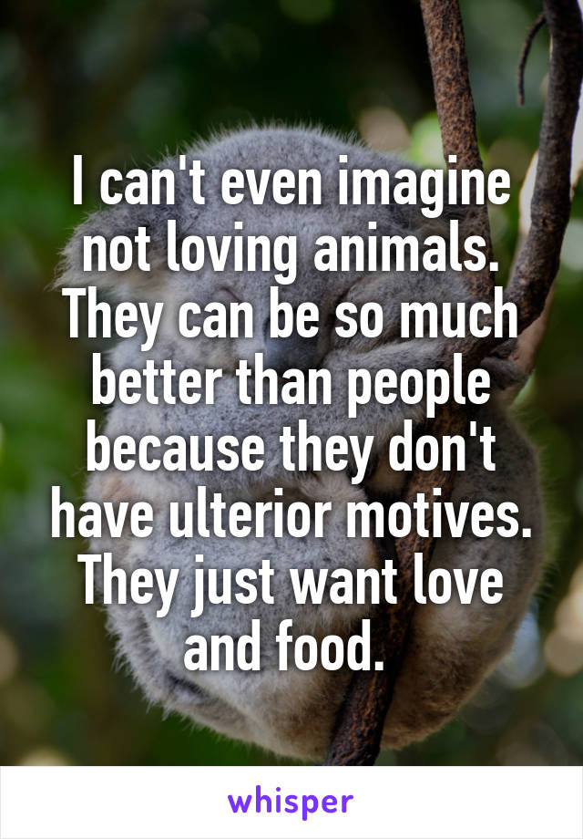 I can't even imagine not loving animals. They can be so much better than people because they don't have ulterior motives. They just want love and food. 